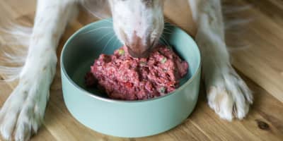 Alimentation Chien Naturelle Tunisie : Guide BARF Raw Food 2026