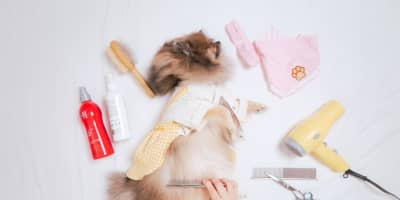 Toilettage Chat Tunis : Le Guide Complet 2026 (Prix & Conseils)