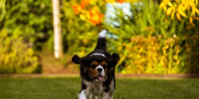 Cavalier King Charles Tunisie : Guide Complet 2026 (Prix, Caractère, Santé)