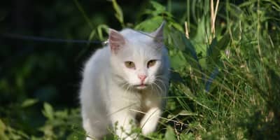 Chat Angora Turc Prix Tunisie 2026 : Guide Complet d'une Race Légendaire