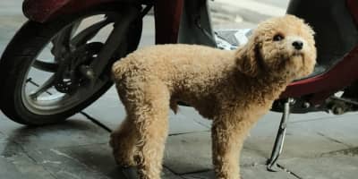 Caniche en Tunisie : Guide Complet sur le Caniche (كانيش)