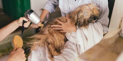 Vets en Tunisie : Le Guide Complet pour la Santé de Vos Animaux