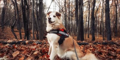 Chow Chow (Chaw Chaw) : Le Chien Lion de Tunisie - Guide Complet
