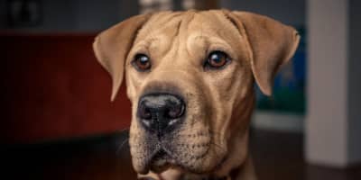 Vente Chien Tunisie: Votre Guide Complet sur Animalia.tn pour Trouver le Compagnon Idéal