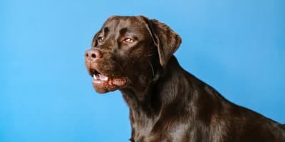 Prix d'un Labrador en Tunisie : Guide Complet pour les Propriétaires