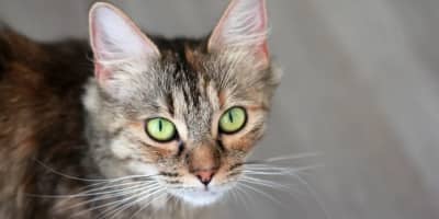 Vétérinaire Sfax Ouvert Actuellement : Votre Guide Essentiel pour la Santé Animale en Tunisie