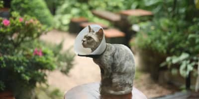 L'Essentiel sur Votre Vétérinaire à Kelibia : Santé et Bien-être Animal