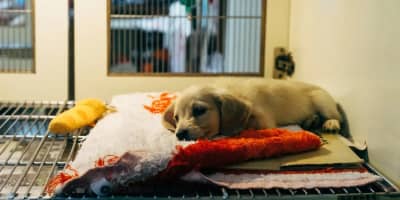 L'Adoption d'Animaux de Compagnie Près de Chez Moi en Tunisie : Le Guide Ultime d'Animalia.tn