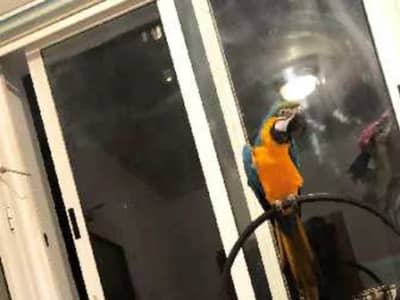 a vendre perchoir pour perroquet