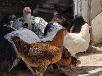 djej poulet دجاج