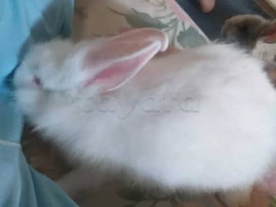 lapin nain tête de lion