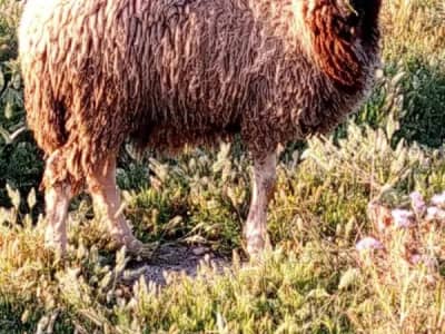 علالش عيد بسليمان