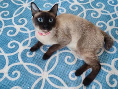 Couple siamois adulte