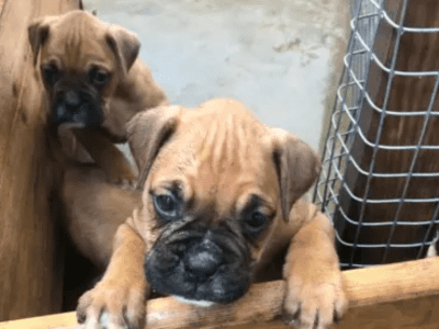 BOXER chiots à vendre