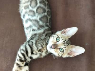 Chatons bengal  spotted  pure