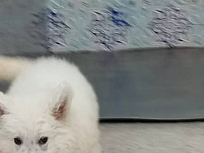 Chien  berger  suisse