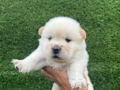 chiots chow chow