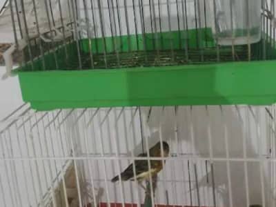 chardonneret porteur lisabel haja nathifa