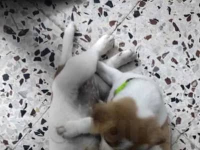 chiot mâle et femelle jack Russell née le 29 mai