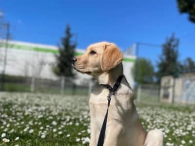 À Vendre : Jeune Labrador Gold – 6 Mois (Vient de Paris)