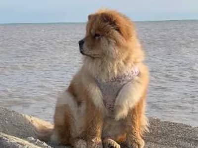 chow chow 26153005