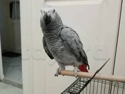 gris de Gabon très bien apprivoiser