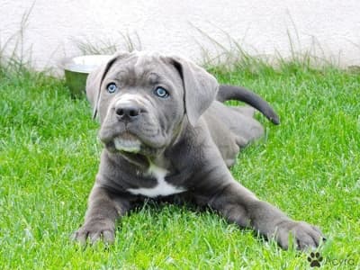 Cane Corso Chiot , Chien