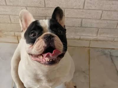 Male Bouledogue Français