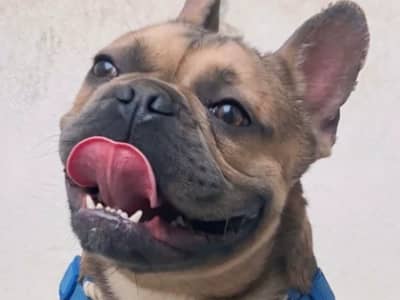 Male Bouledogue Français