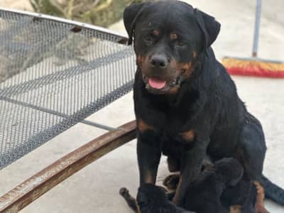 Disponible des Chiots rottweiler 
