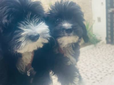 Adorables chiots Havamlt