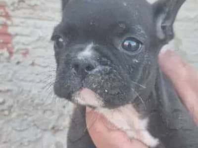 Mâle bulldog français