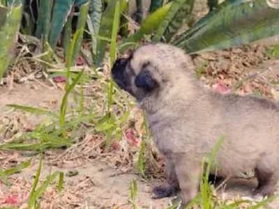 chiots kangal 30 jour