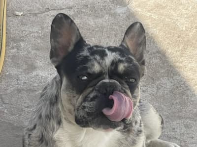 Adorable buldog français 