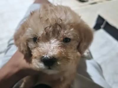 bichons à vendre