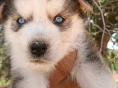 Husky a vendre