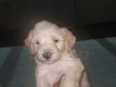 7 bichons à vendre