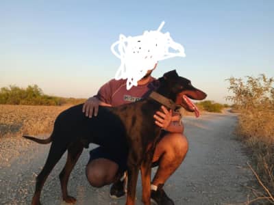 Un Doberman race pure