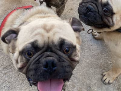 deux genres de carlin a vendre