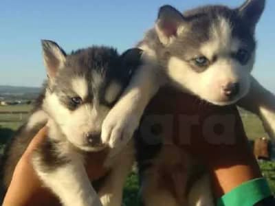 husky sibérien top