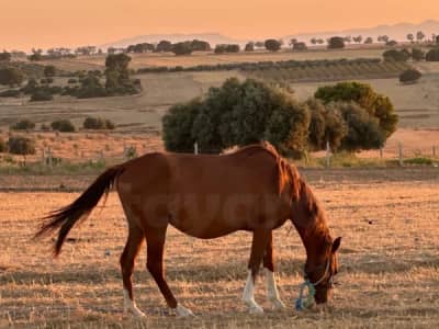 Cheval barbe avec Poulin de 4 mois