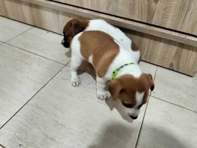 chiot femelle jack Russell