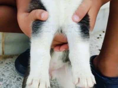 Vente flash Husky de Race Pure