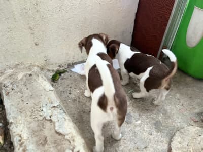 Chiots jack russell 