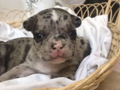 Chiots bouledogue francais