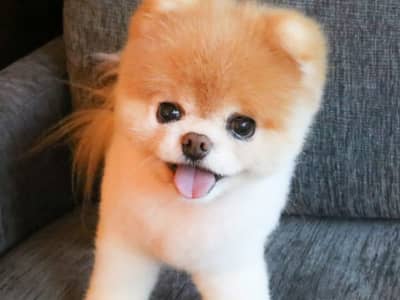 spitz nain beau et vaccine