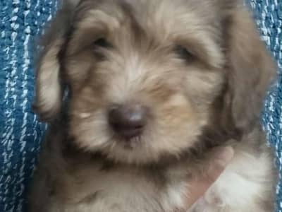 1 dorable petit chiot nés le 14 juillet 2025