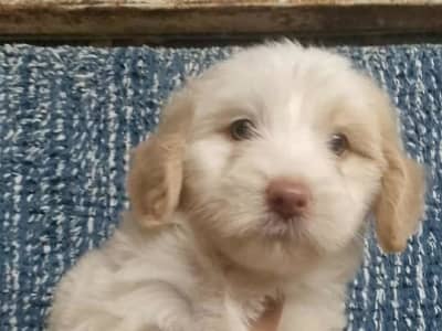 femelle bichon maltais