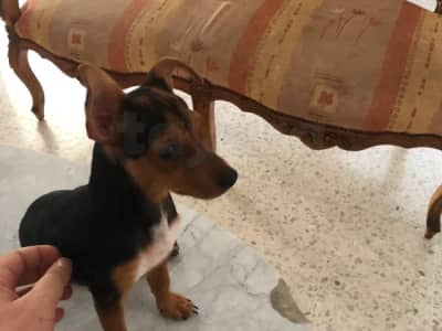 Chiot pinscher