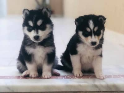 6mois age husky sibérien 